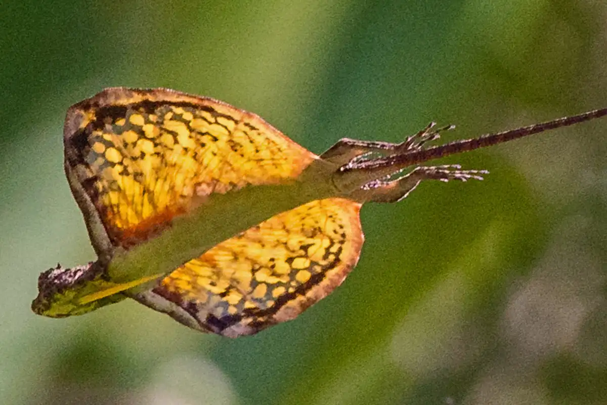 Draco dussumieri, flying lizard